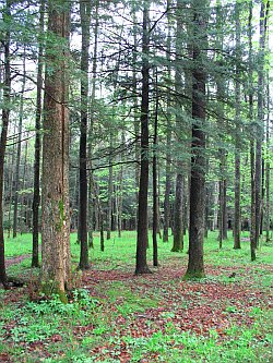 mon_forest.jpg